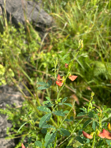 Crotalaria natalitia (Pioneer rattle pod) — photo
