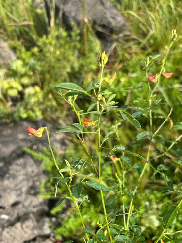 Crotalaria natalitia (Pioneer rattle pod) — photo