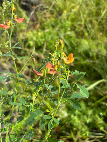 Crotalaria natalitia