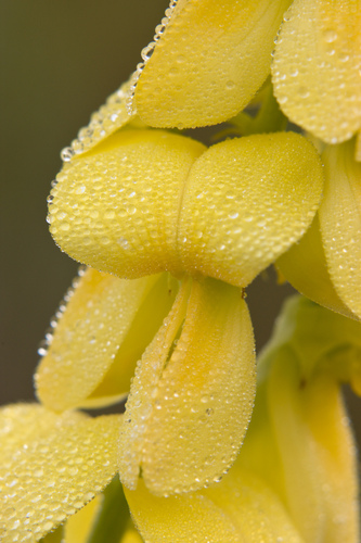 Crotalaria ochroleuca — photo
