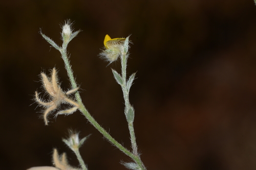 Crotalaria orixensis (Lagad) — photo