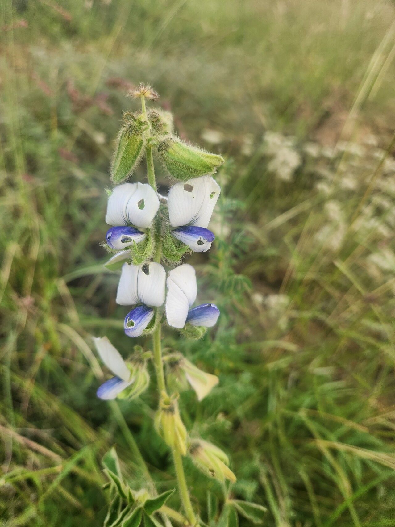 Crotalaria polysperma — photo