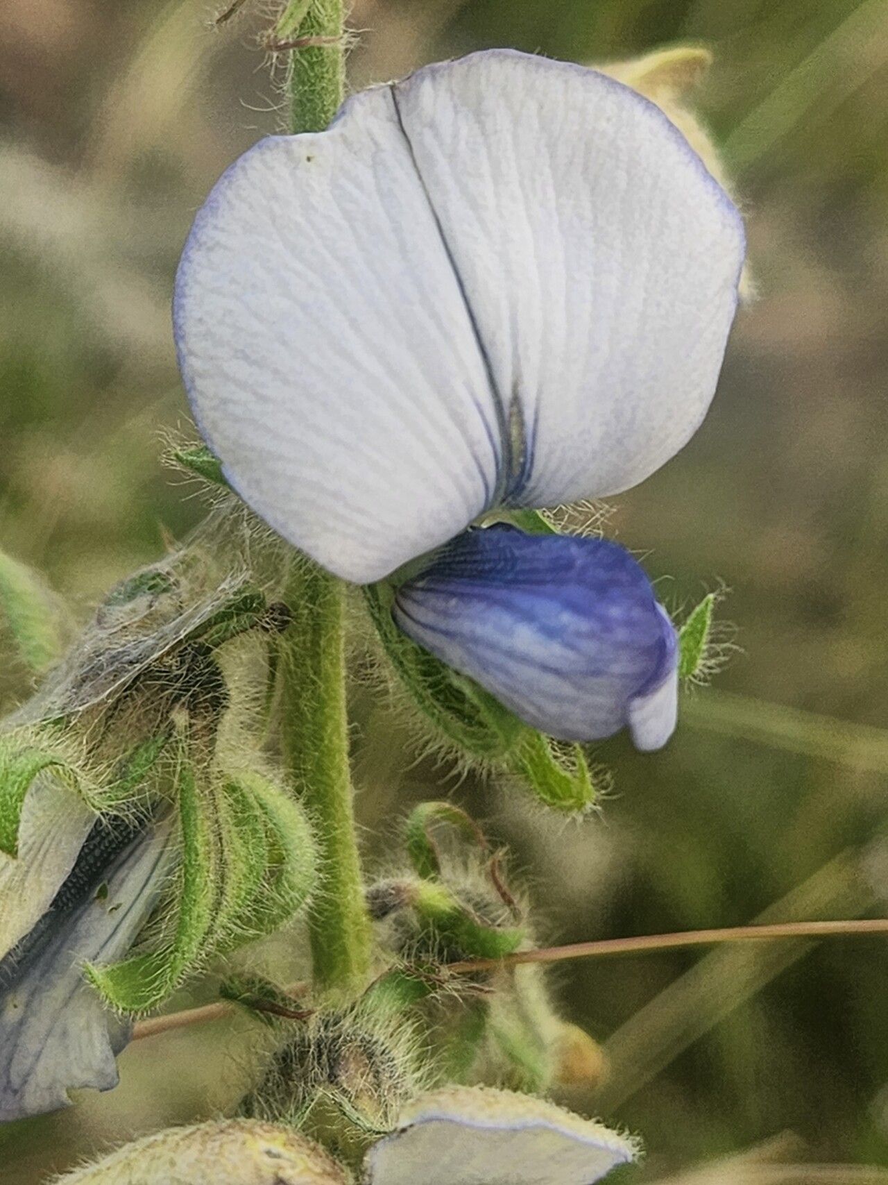 Crotalaria polysperma — photo