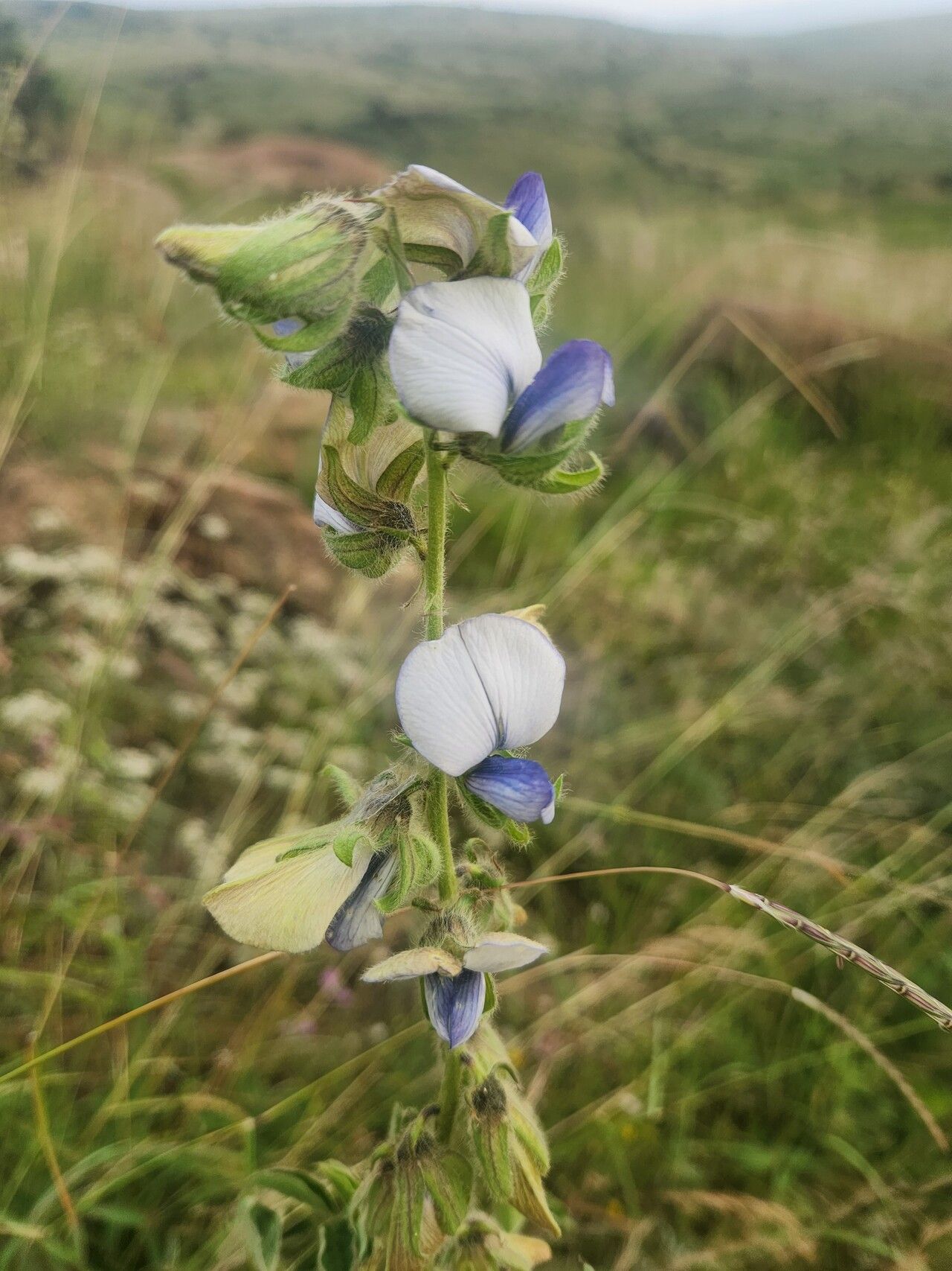 Crotalaria polysperma