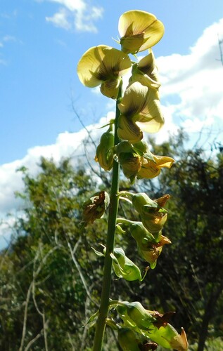 Crotalaria recta — photo