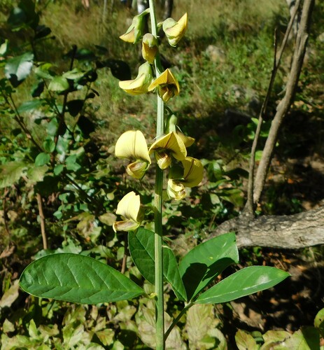 Crotalaria recta — photo
