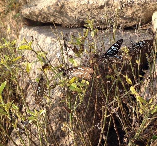 Crotalaria retusa (Wedge-leafed rattlepod) — photo