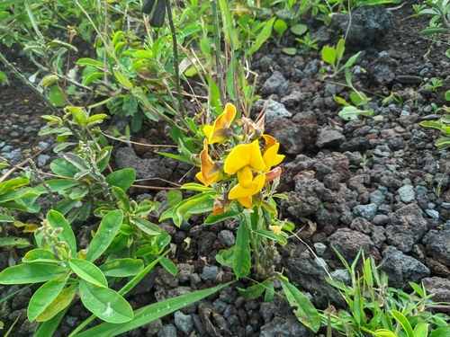 Crotalaria retusa (Wedge-leafed rattlepod) — photo