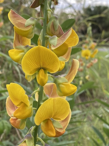 Crotalaria retusa