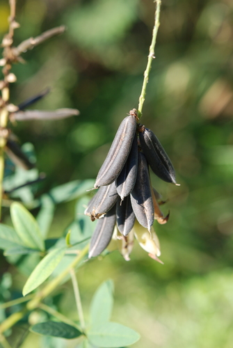 Crotalaria trichotoma (Cusara pea) — photo