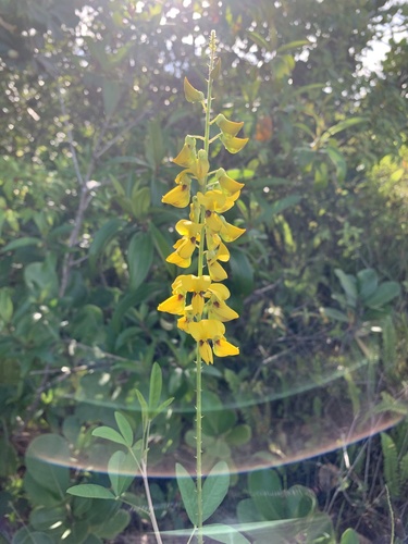 Crotalaria trichotoma (Cusara pea) — photo