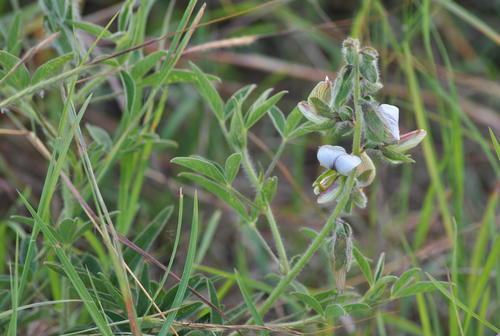 Crotalaria vasculosa
