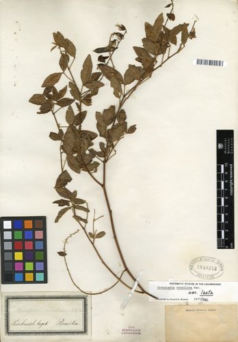 Crotalaria vitellina (Chipilín montés) — photo