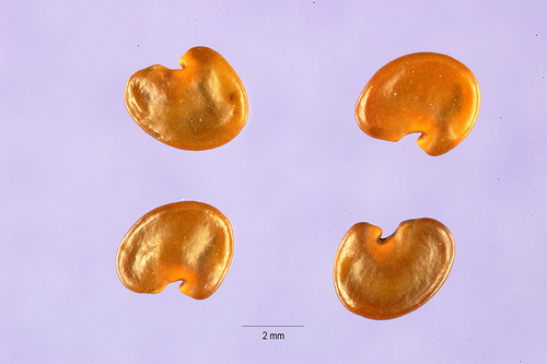 Crotalaria vitellina (Chipilín montés) — photo