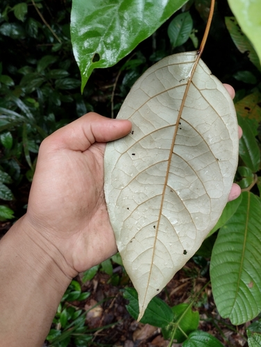 Croton argyratus (Silver croton tree) — photo