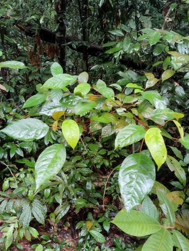 Croton argyratus (Silver croton tree) — photo