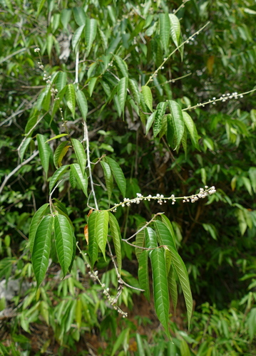 Croton cajucara (Sacaca) — photo