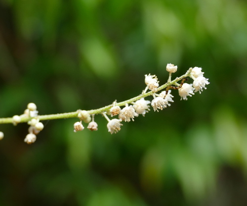 Croton cajucara (Sacaca) — photo