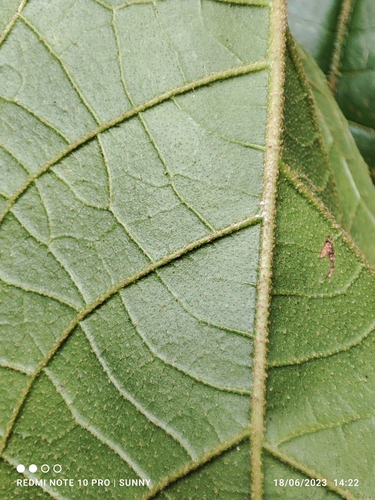 Croton caudatus (Croton) — photo