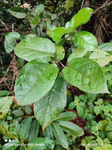 Croton caudatus