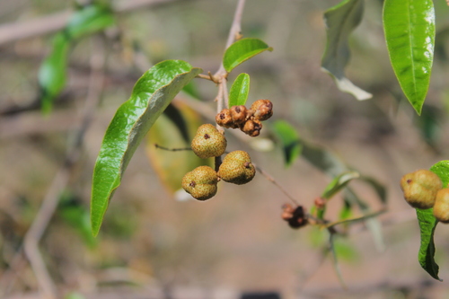 Croton dichogamus — photo