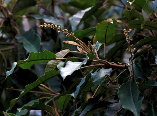 Croton elliotianus — photo