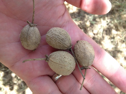 Croton elliotianus — photo