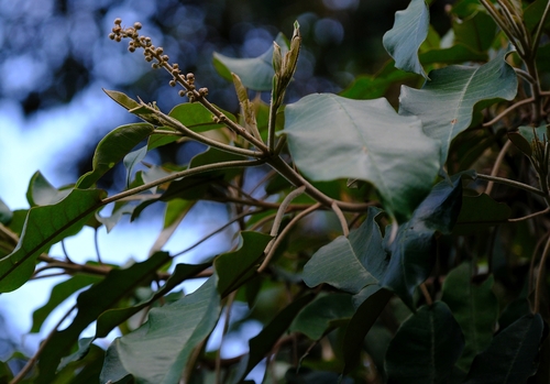 Croton elliotianus