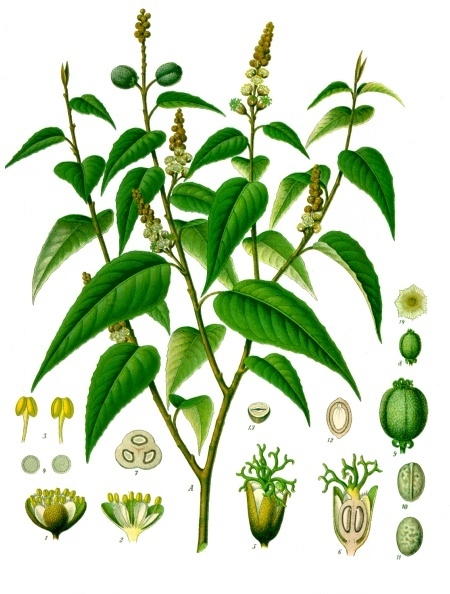 Croton eluteria (Cascarilla) — photo