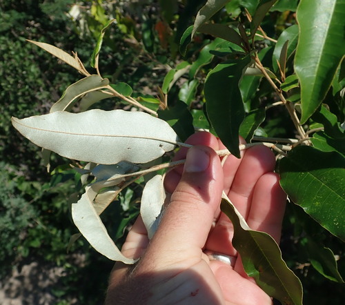 Croton gratissimus (Lavendar Croton) — photo