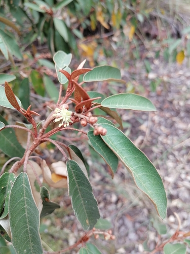 Croton gratissimus