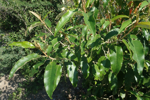 Croton gratissimus (Lavendar Croton) — photo