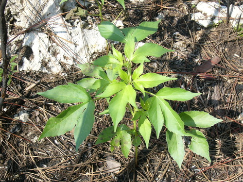 Croton lobatus — photo