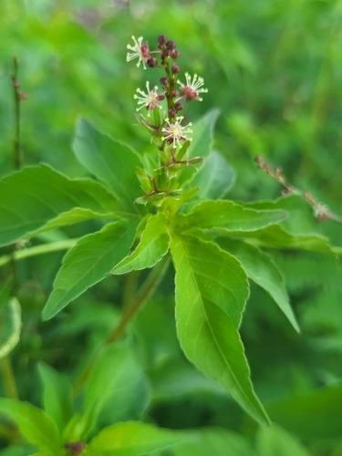 Croton lobatus — photo