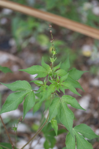 Croton lobatus