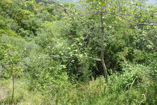 Croton macrostachyus (Broad-leaved croton) — photo