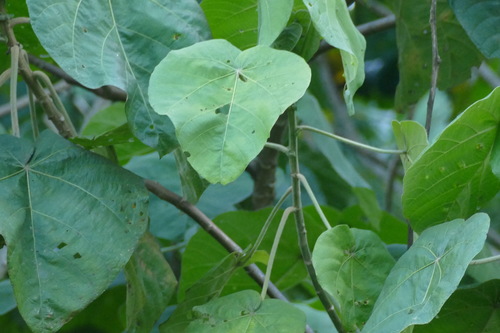 Croton macrostachyus