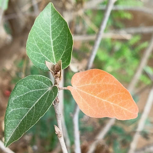 Croton niveus (Wild rosemary) — photo