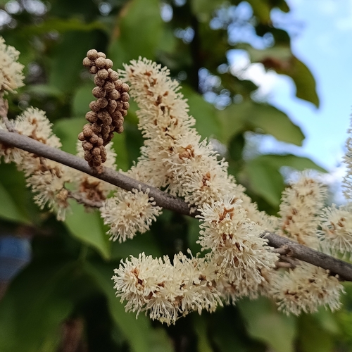 Croton niveus