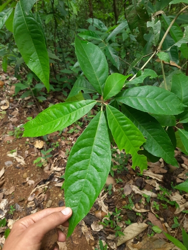 Croton persimilis — photo