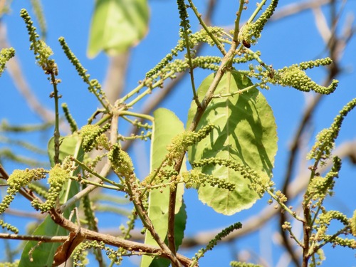 Croton persimilis
