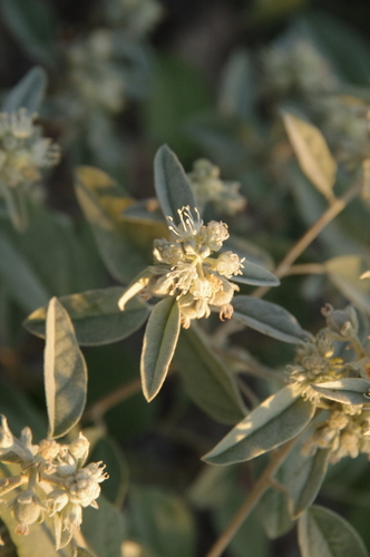 Croton pottsii (Chaparral tea) — photo