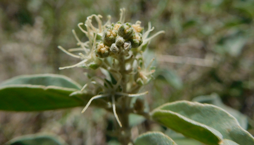 Croton pottsii (Chaparral tea) — photo