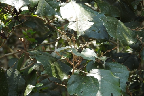 Croton reflexifolius (Oliy) — photo