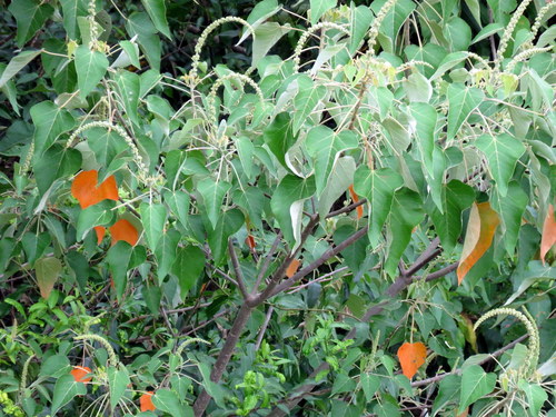 Croton urucurana (Urucu croton) — photo