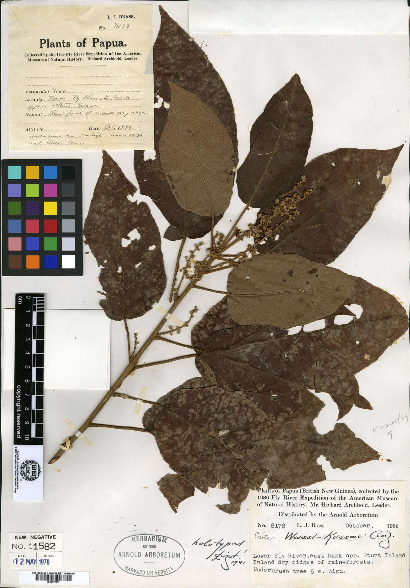 Croton wassi-kussae