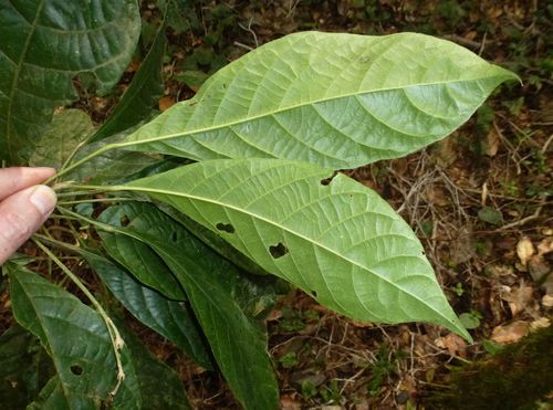 Crotonogyne caterviflora — photo