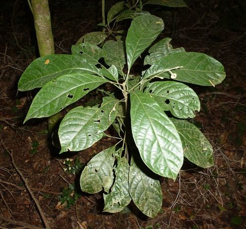 Crotonogyne caterviflora