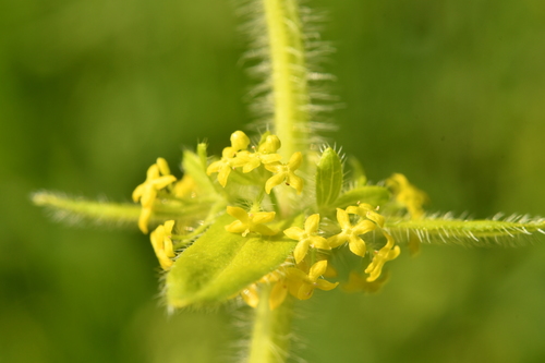 Cruciata laevipes (Crosswort) — photo