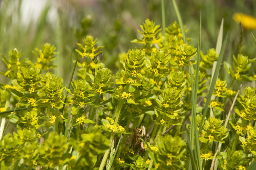 Cruciata laevipes (Crosswort) — photo